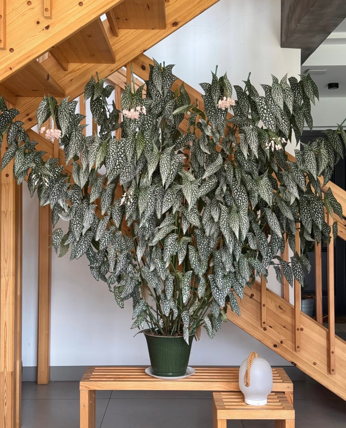 What items our customer looking for today?