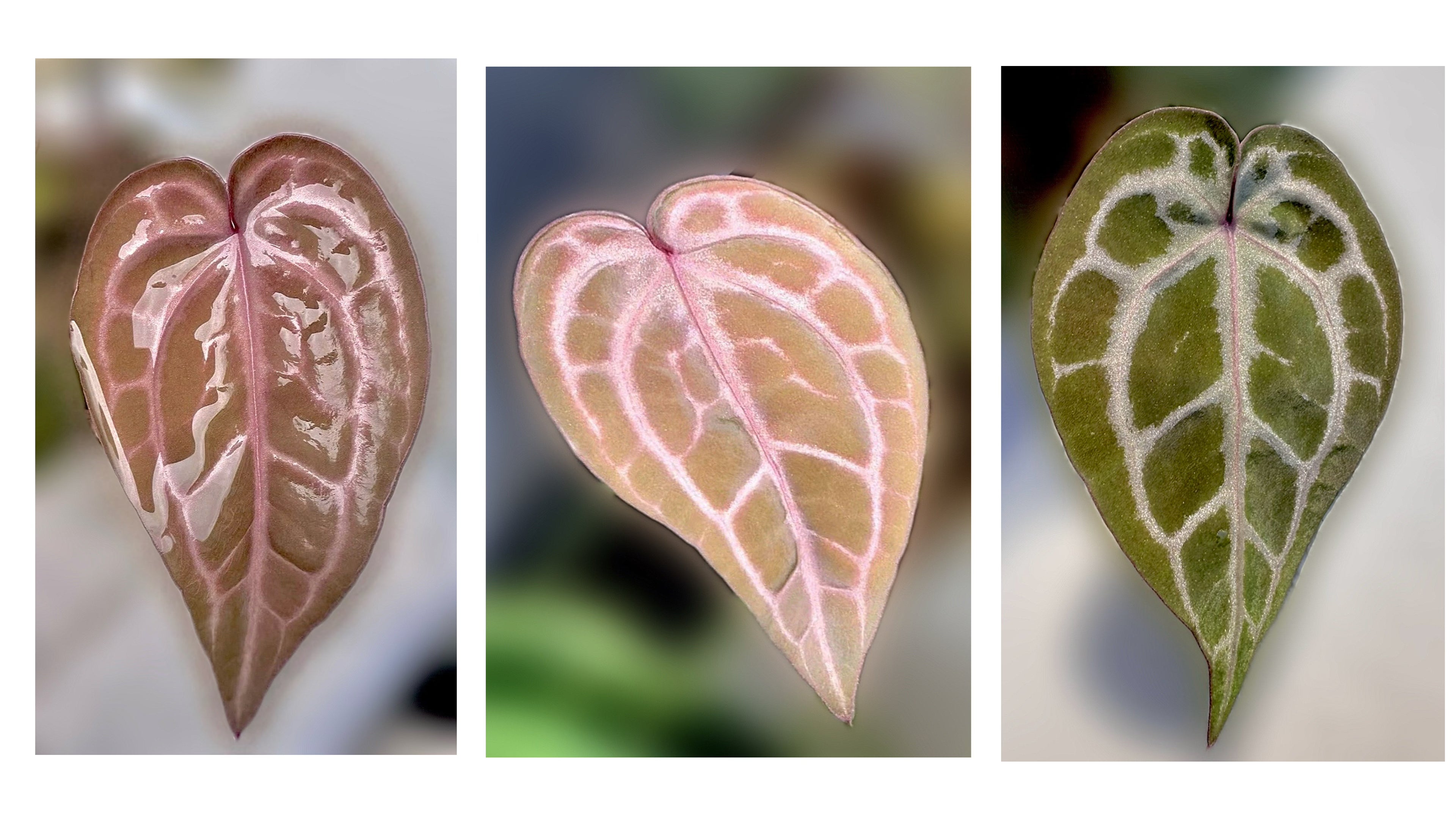 Anthurium Red Crystallinum - Pink ish