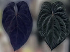 Anthurium Dark AOS X Dark Phoenix Seedlings (Dark Foliage)