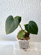 Anthurium Dark AOS X Dark Phoenix Seedlings (Dark Foliage)