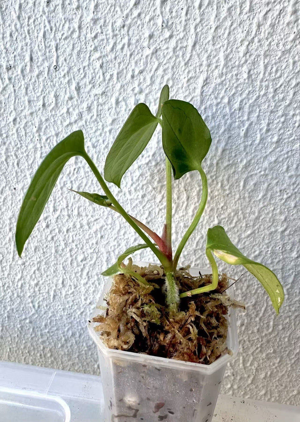 Anthurium Dark AOS X Dark Phoenix Seedlings (Dark Foliage)