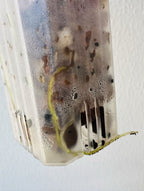 Anthurium Dark AOS X Dark Phoenix Seedlings (Dark Foliage)