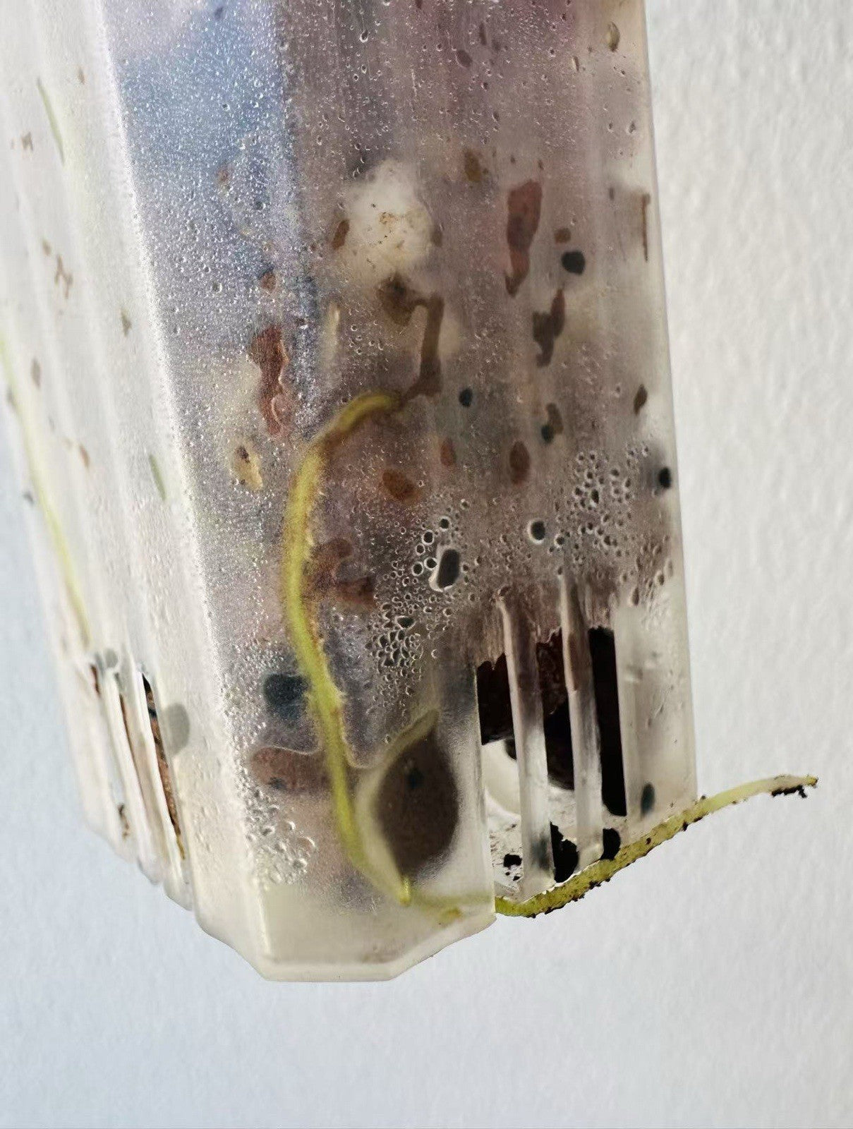 Anthurium Dark AOS X Dark Phoenix Seedlings (Dark Foliage)