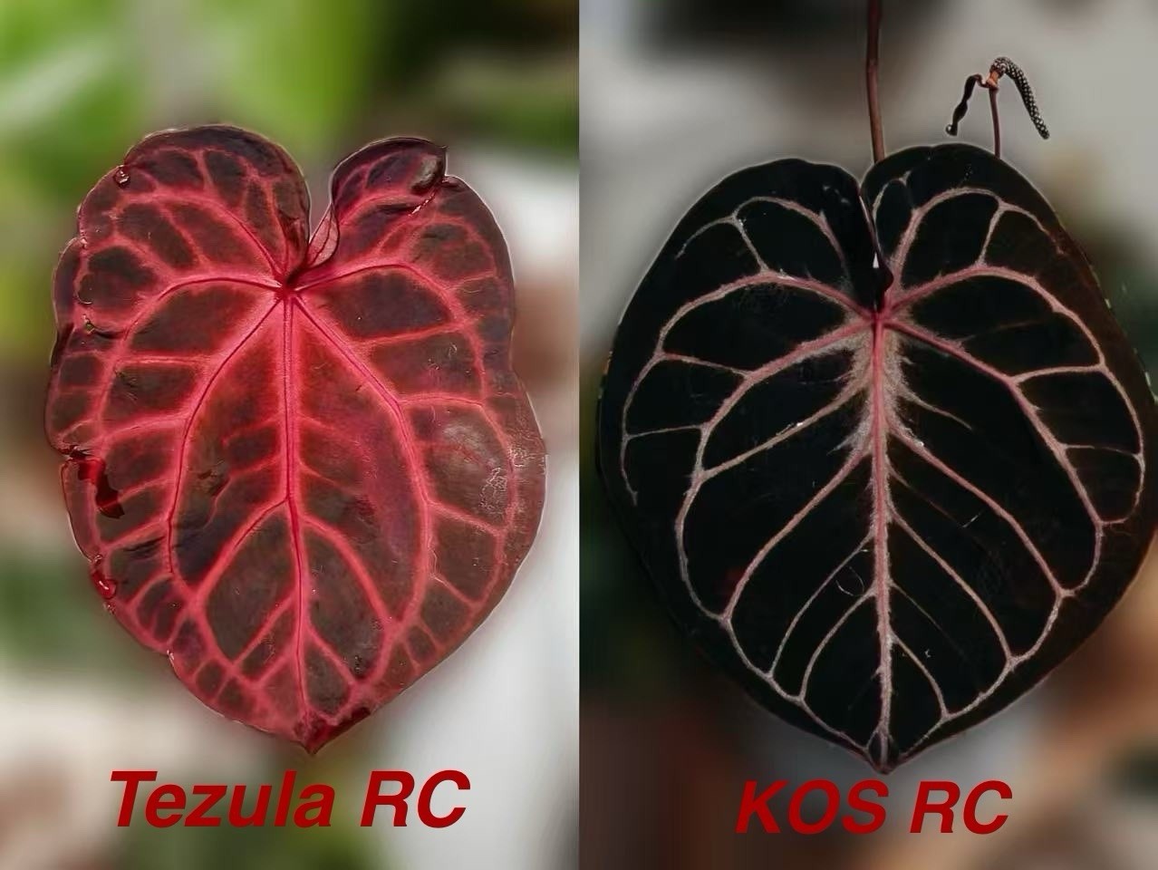 Anthurium KOS RC X Tezula Red Crystallinum - Dark Red more crystals
