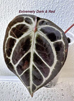 Anthurium KOS RC X Tezula Red Crystallinum - Dark Red foliage