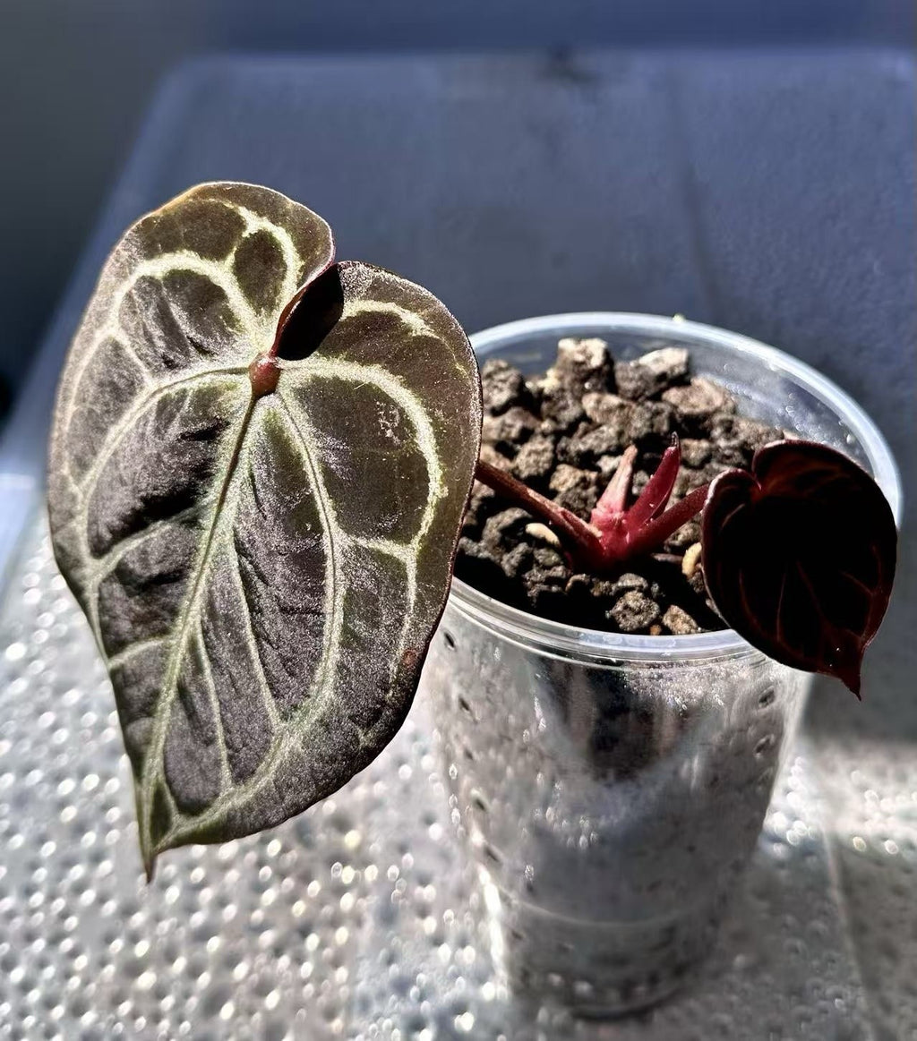 Anthurium KOS RC X Tezula Red Crystallinum - Dark Red foliage