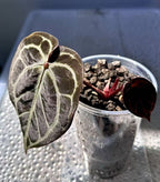 Anthurium KOS RC X Tezula Red Crystallinum - Dark Red foliage