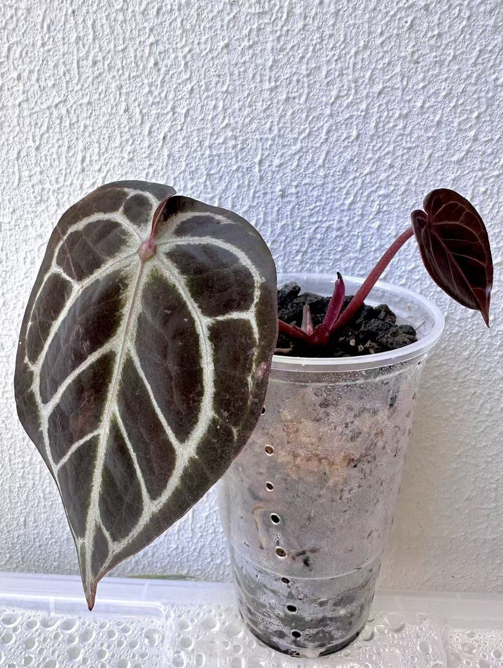Anthurium KOS RC X Tezula Red Crystallinum - Dark Red foliage