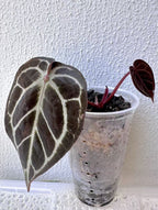 Anthurium KOS RC X Tezula Red Crystallinum - Dark Red foliage