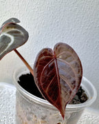 Anthurium KOS RC X Tezula Red Crystallinum - Dark Red foliage