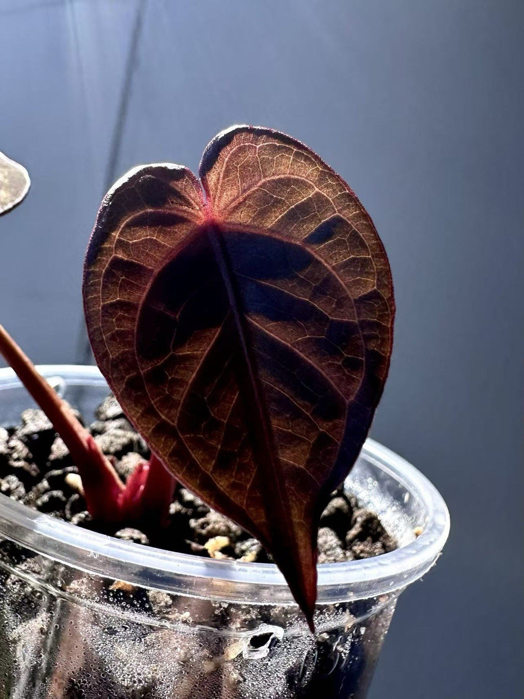 Anthurium KOS RC X Tezula Red Crystallinum - Dark Red foliage