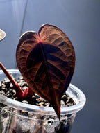 Anthurium KOS RC X Tezula Red Crystallinum - Dark Red foliage