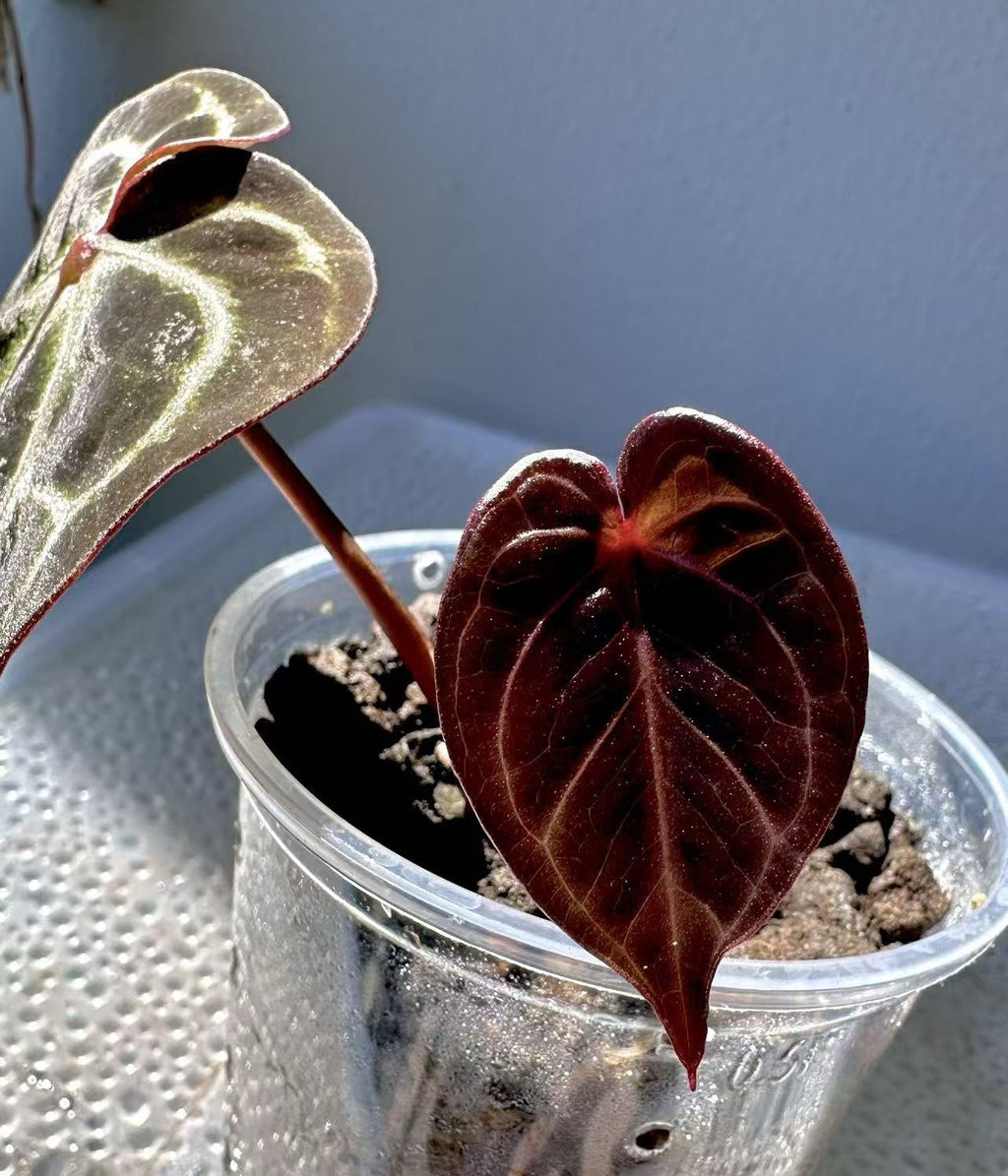 Anthurium KOS RC X Tezula Red Crystallinum - Dark Red foliage
