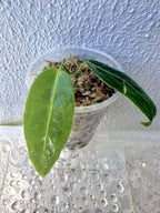 Anthurium Warocqueanum Seedlings - Dark form