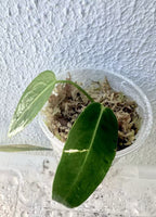Anthurium Warocqueanum Seedlings - Dark form