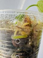 Anthurium Warocqueanum Seedlings - Dark form