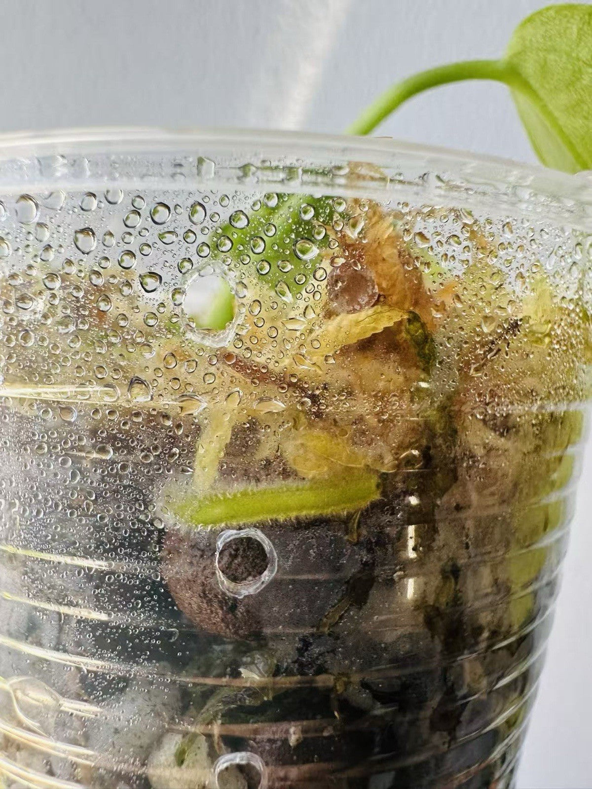 Anthurium Warocqueanum Seedlings - Dark form