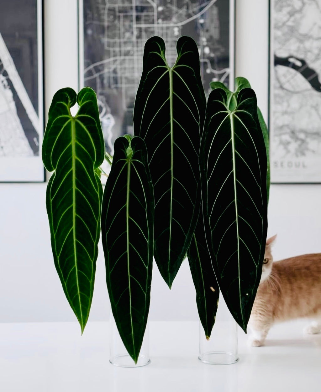 Anthurium Warocqueanum Seedlings - Dark form