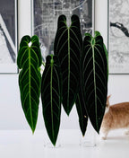 Anthurium Warocqueanum Seedlings - Dark form