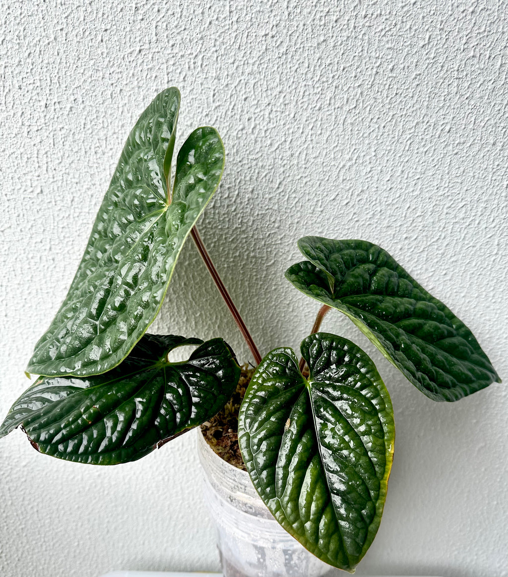 Anthurium Luxurian Seedling