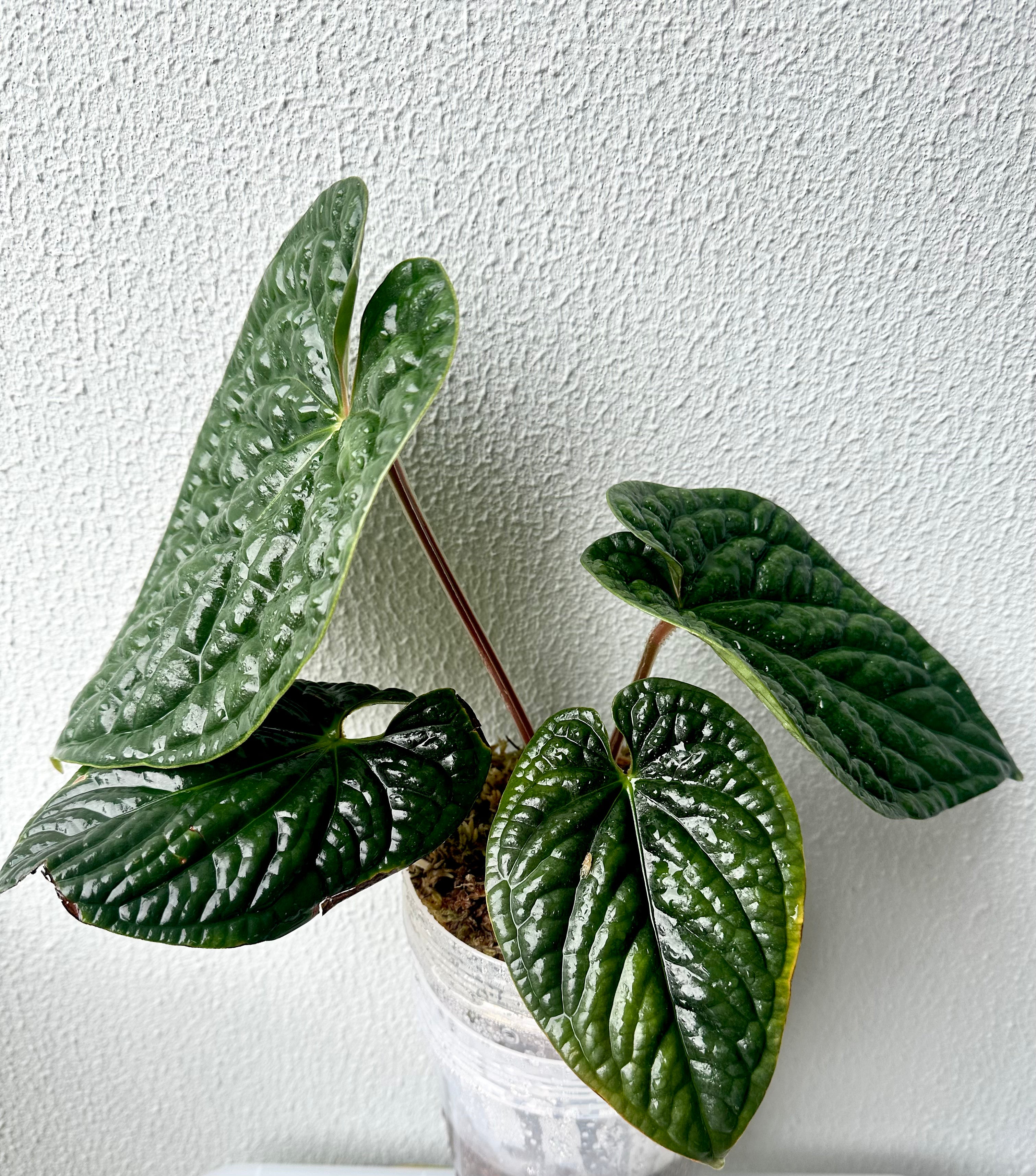 Anthurium Luxurian Seedling