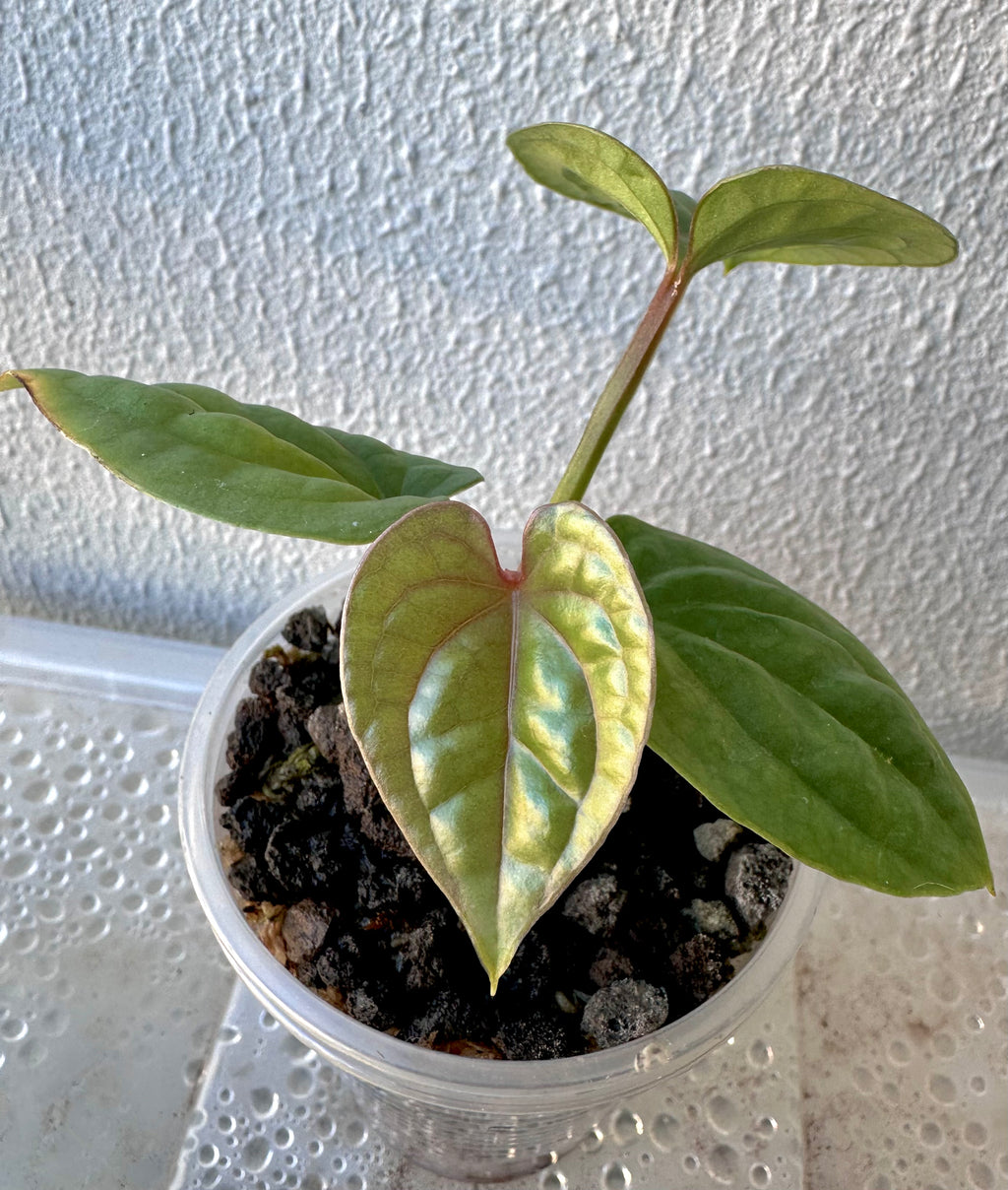 Anthurium Luxurian Seedling