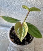 Anthurium Luxurian Seedling