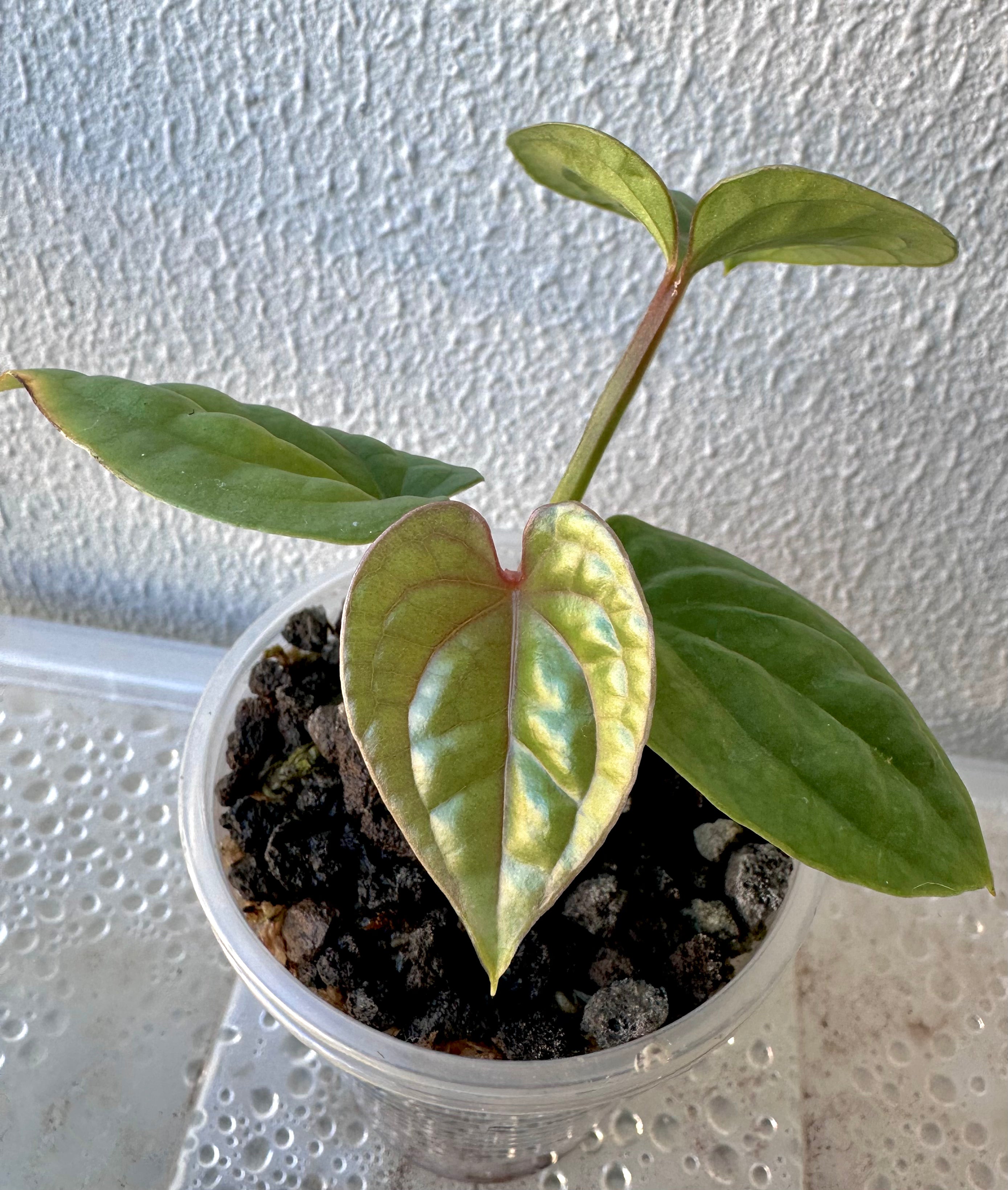 Anthurium Luxurian Seedling
