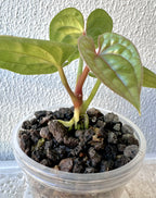 Anthurium Luxurian Seedling