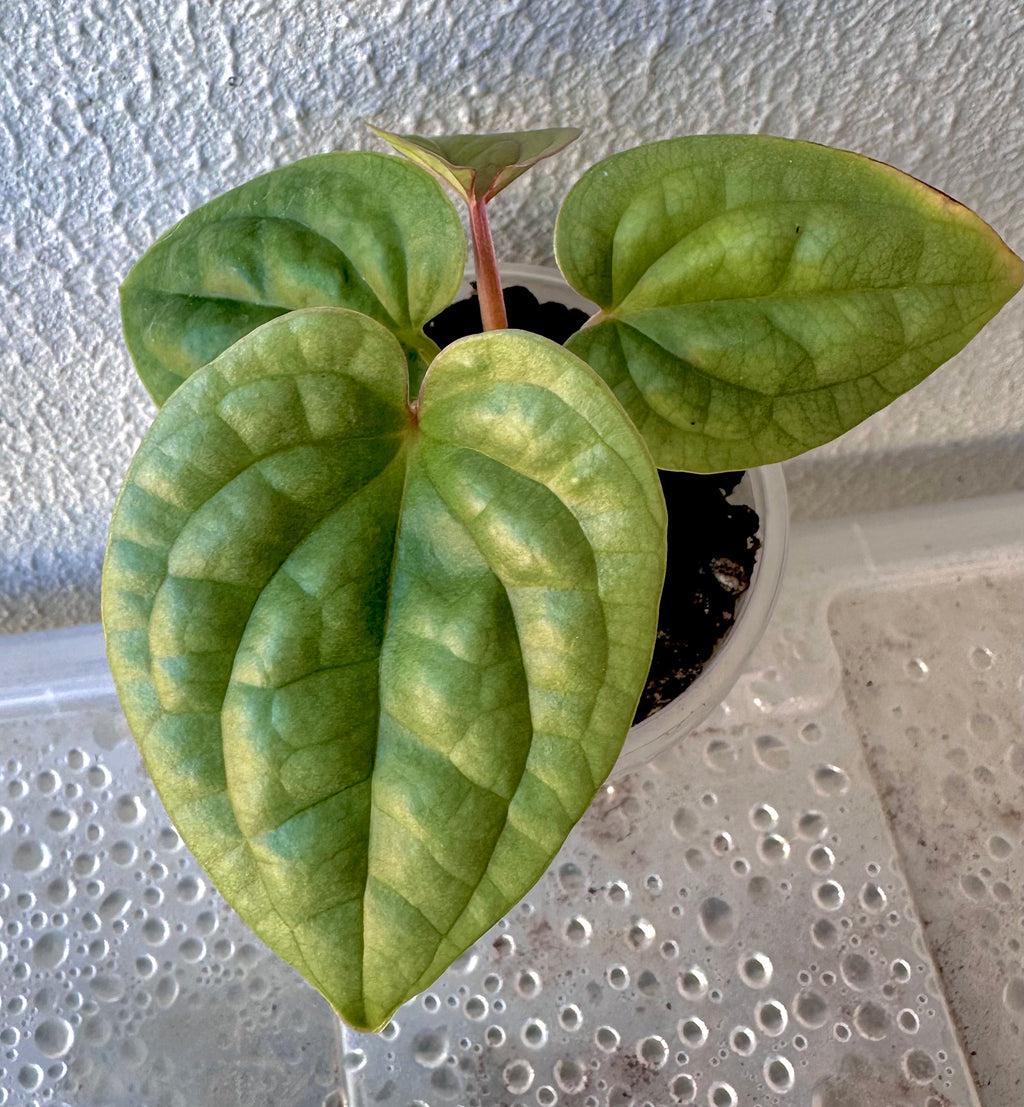 Anthurium Luxurian Seedling