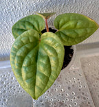 Anthurium Luxurian Seedling