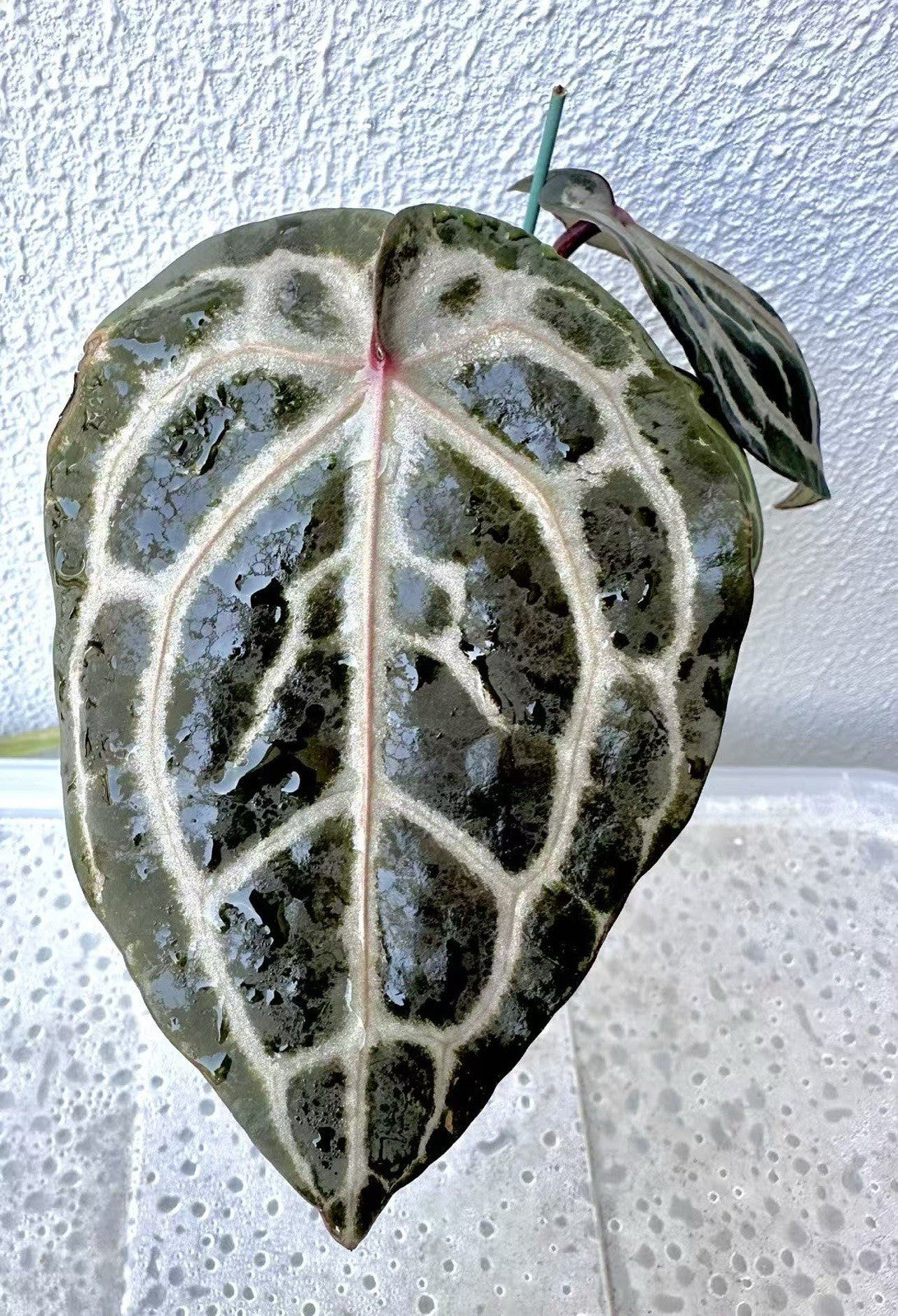 Anthurium Red Crystallinum - Dark foilage