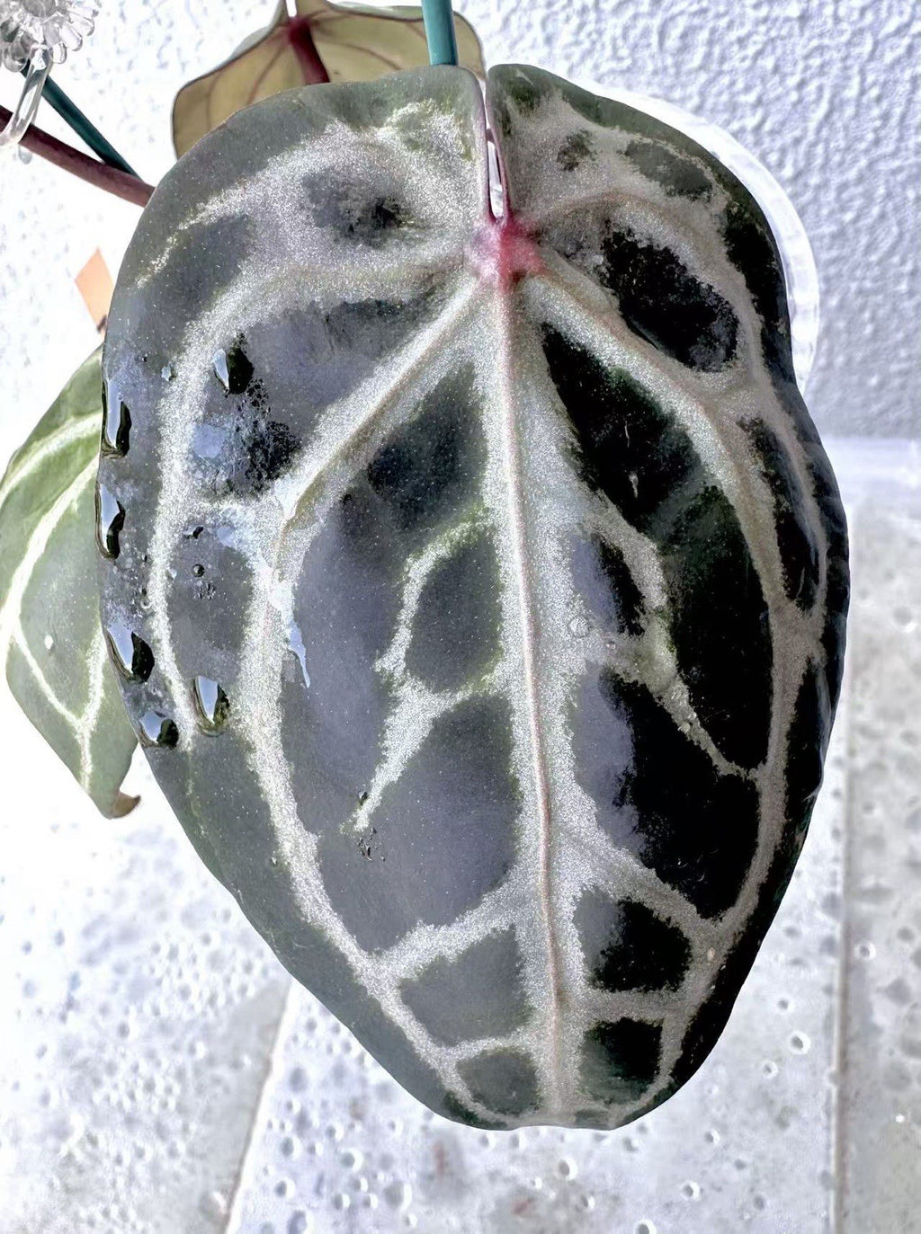 Anthurium Red Crystallinum - Dark foilage