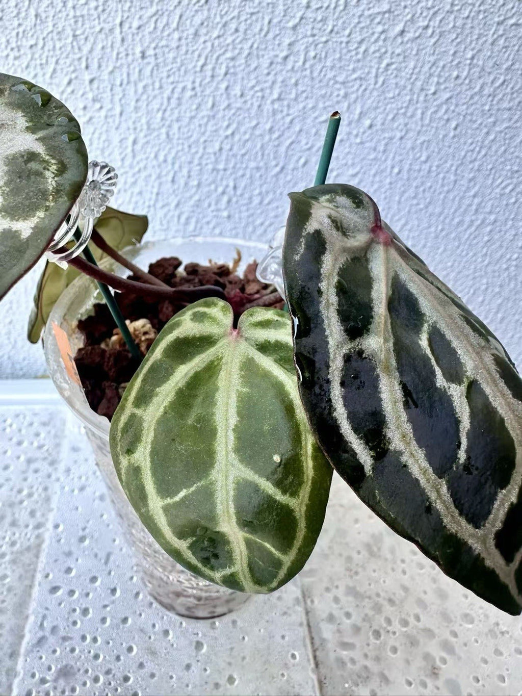 Anthurium Red Crystallinum - Dark foilage