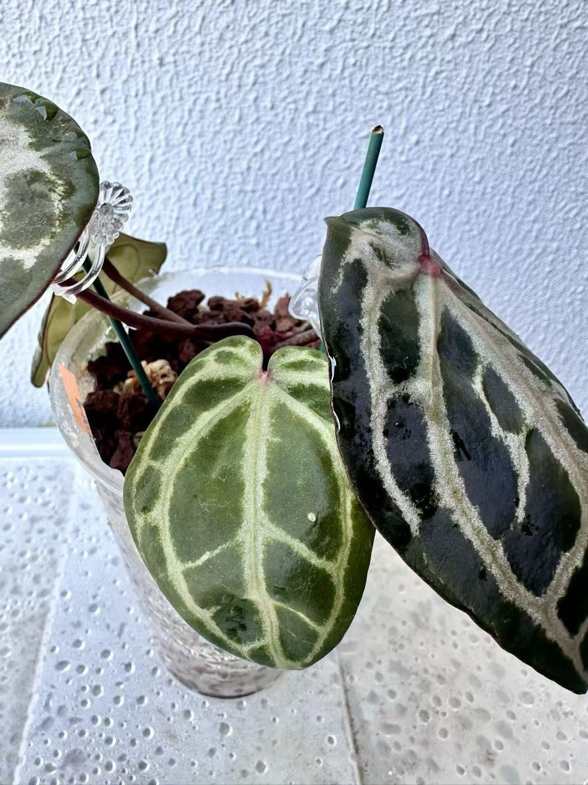 Anthurium Red Crystallinum - Dark foilage