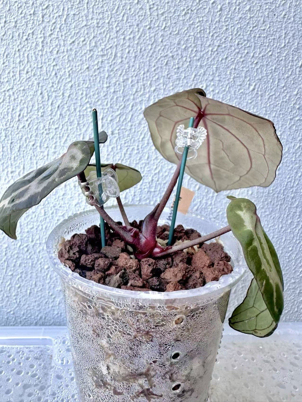 Anthurium Red Crystallinum - Dark foilage