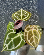 Anthurium KOS RC X Tezula Red Crystallinum - Dark Red more crystals