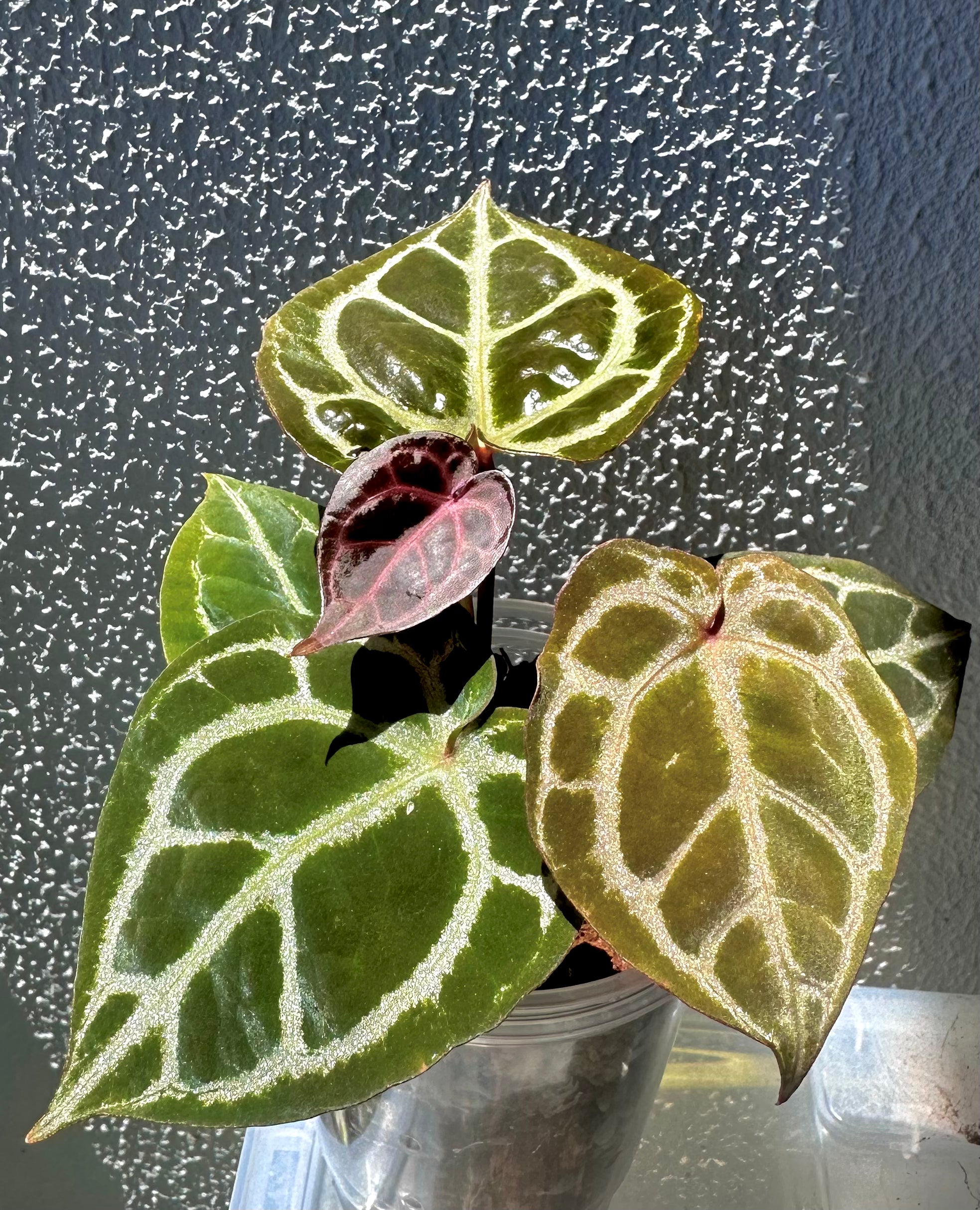 Anthurium KOS RC X Tezula Red Crystallinum - Dark Red more crystals