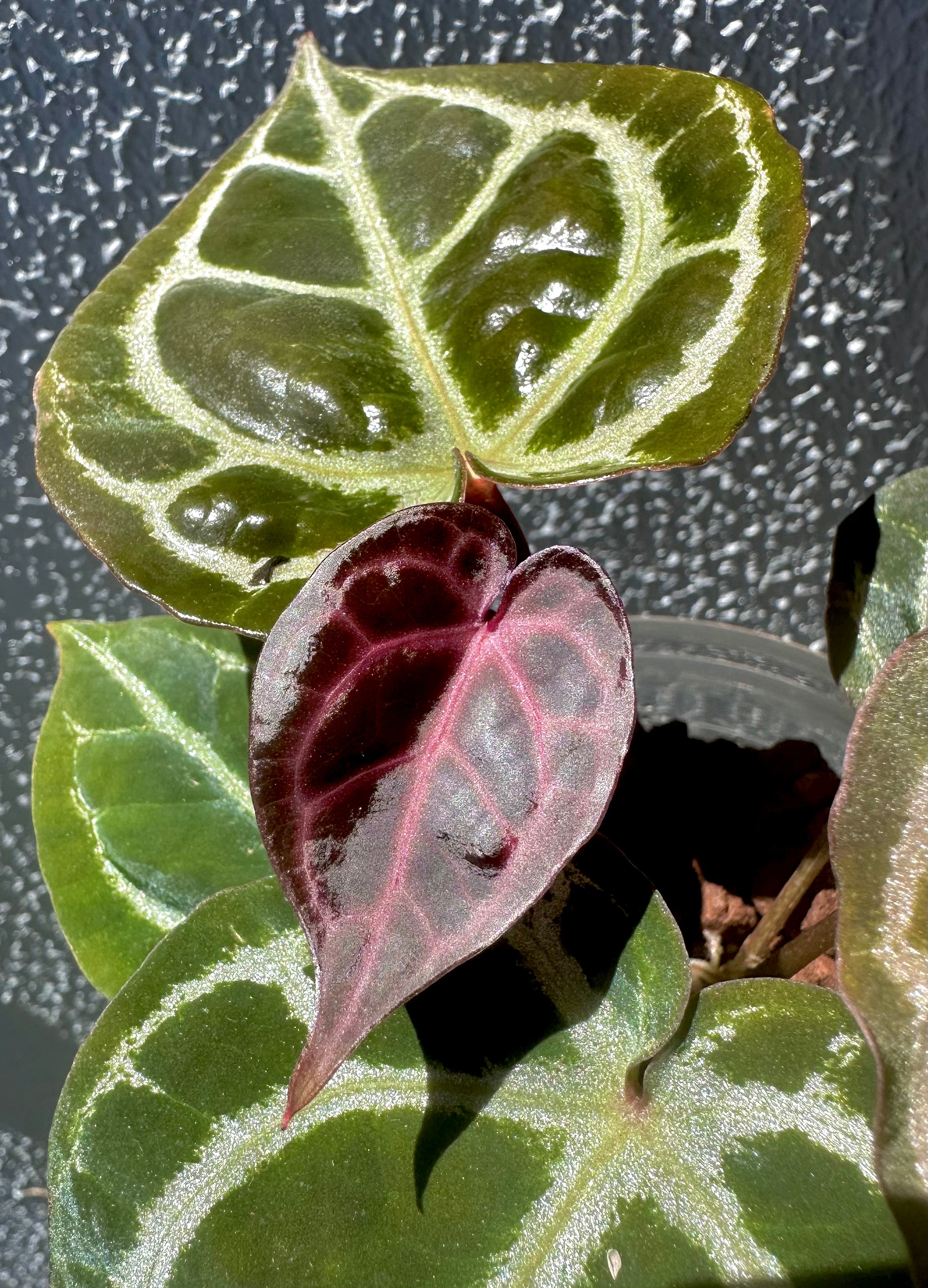 Anthurium KOS RC X Tezula Red Crystallinum - Dark Red more crystals