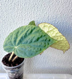 Begonia Rockii - Green form blue ish velvet shine