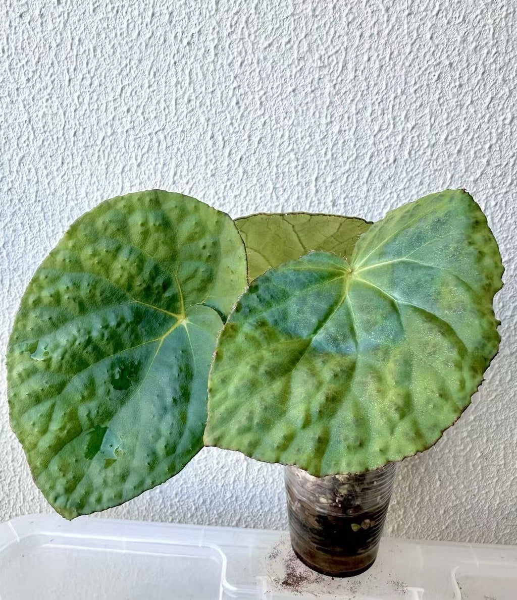 Begonia Rockii - Green form blue ish velvet shine