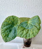 Begonia Rockii - Green form blue ish velvet shine