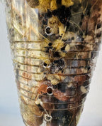 Begonia Rockii - Green form blue ish velvet shine