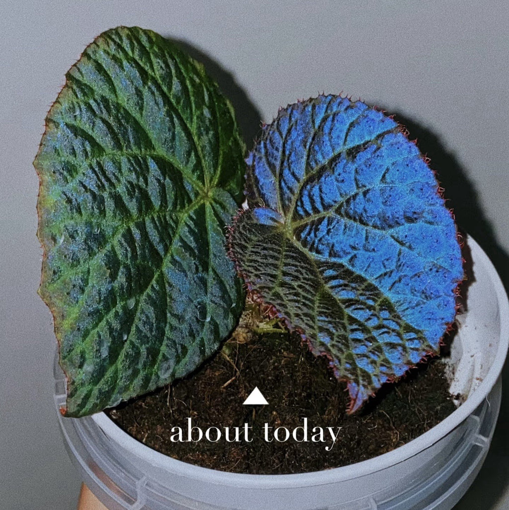 Begonia Rockii - Green form blue ish velvet shine