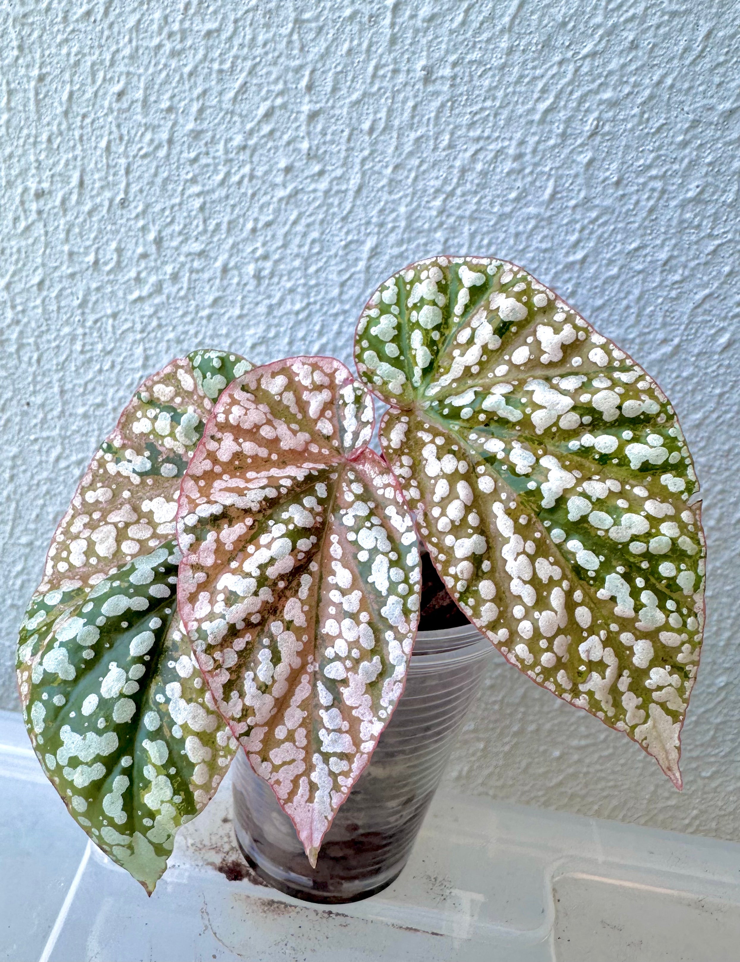Begonia Snowcap Variegated