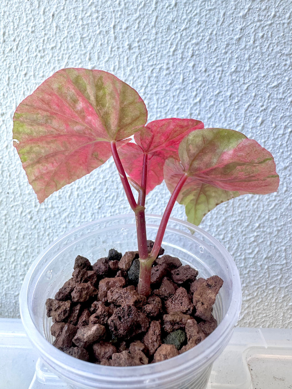Begonia Snowcap Variegated
