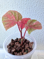 Begonia Snowcap Variegated