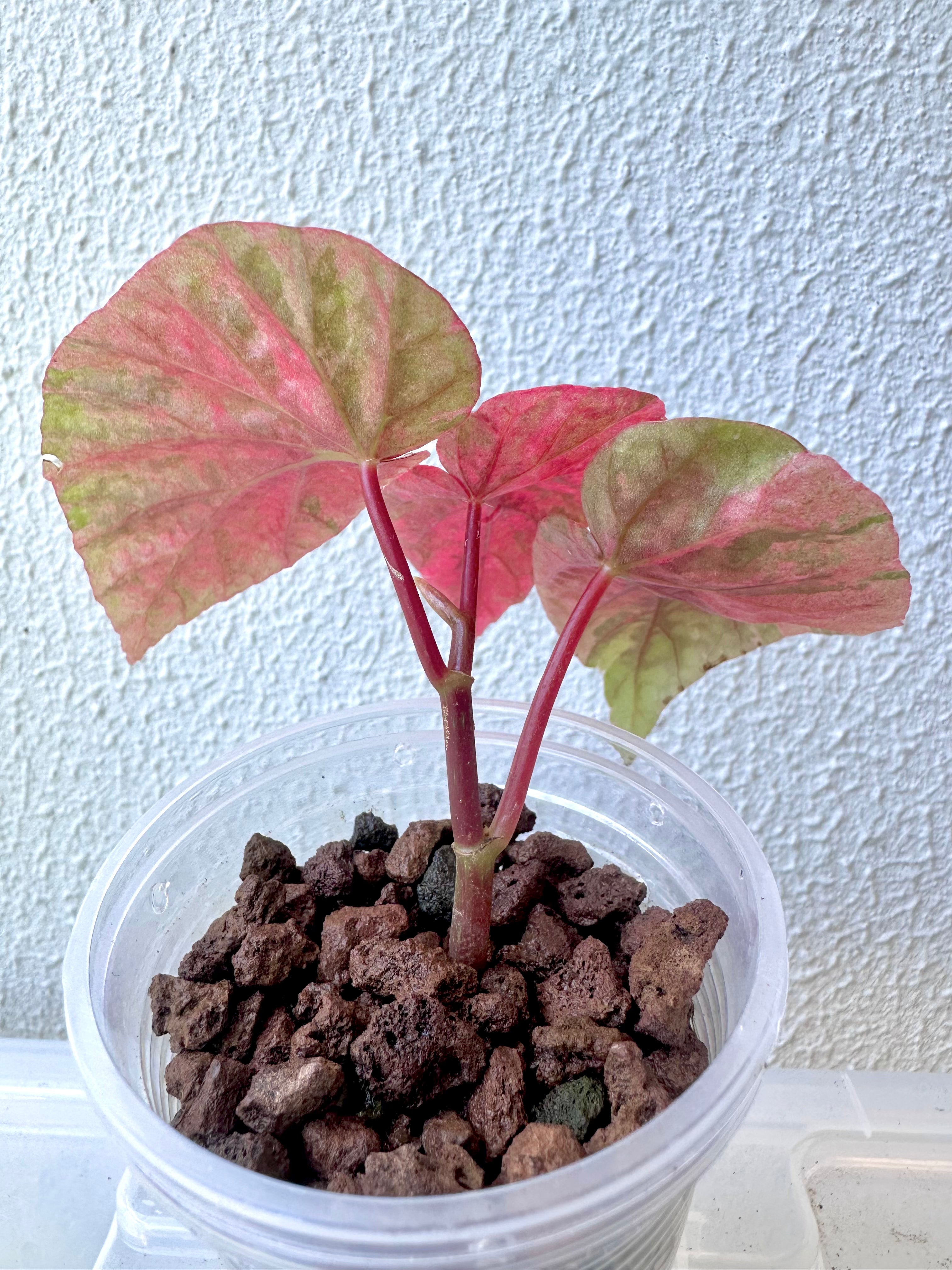 Begonia Snowcap Variegated