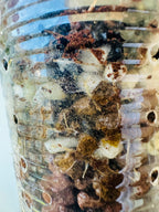 Begonia Snowcap Variegated