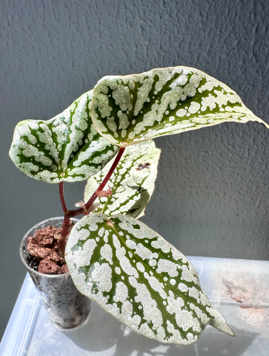 Begonia CatEar